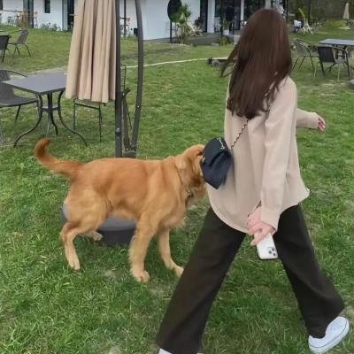 冬狮(电视剧)